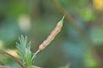 Yellow fumewort